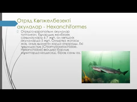 Отряд Көпжелбезекті акулалар - Hexanchiformes Отрядта қарапайым акулалар топталған, бұлардың