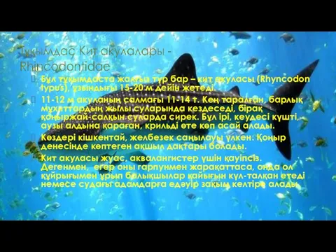 Бұл тұқымдаста жалғыз түр бар – кит акуласы (Rhyncodon typus),