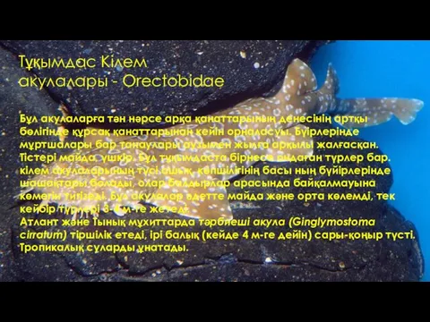 Тұқымдас Кілем акулалары - Orectobidae Бұл акулаларға тән нәрсе арқа