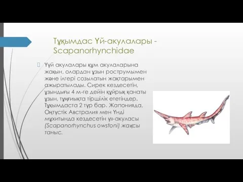 Тұқымдас Үй-акулалары - Scapanorhynchidae Үүй акулалары құм акулаларына жақын, олардан