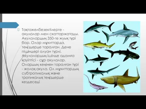 Тақтажелбезектілерге - акулалар мен скаттаржатады. Акулалардың 350-ге жуық түрі бар.