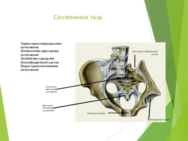 Сочленения таза 1)крестцово-подвздошное сочленение 2)пояснично-крестцовое сочленение 3)лобковое сращение 4)тазобедренный сустав