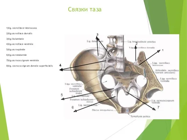 Связки таза 1)lig. sacroiliaca interosseos 2)lig.sacroiliaca dorsalis 3)lig.iliolumbale 4)lig.saсroiliaca ventrale