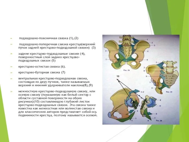 подвздошно-поясничная связка (1),(2) подвздошно-поперечная связка крестца(верхний пучок задней крестцово-подвздошной связки)