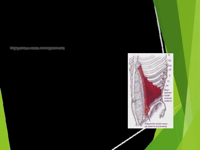 Внутренняя косая мышца живота Места крепления : Функция: При одностороннем