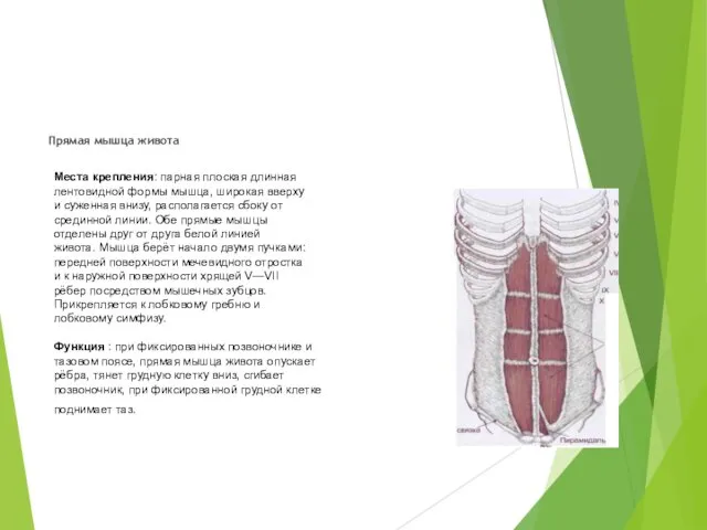 Прямая мышца живота Места крепления: парная плоская длинная лентовидной формы
