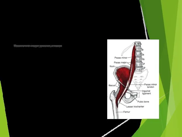 Пояснично-подвздошная мышца Места крепления: мышца внутренней группы мышц таза. Длинная