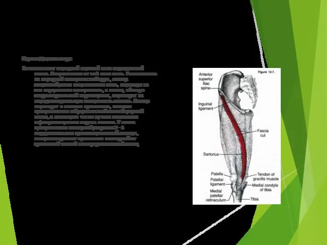 Портняжная мышца: Начинается от передней верхней ости подвздошной кости. Направляется