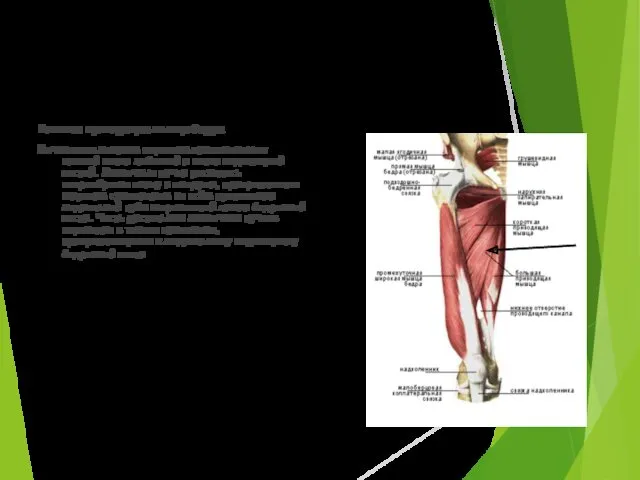 Большая приводящая мышца бедра Начинается мощным коротким сухожилием от нижней