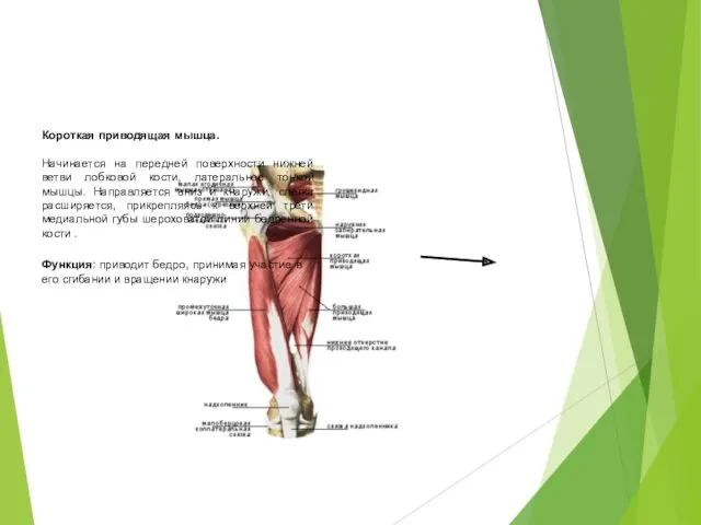 Короткая приводящая мышца. Начинается на передней поверхности нижней ветви лобковой