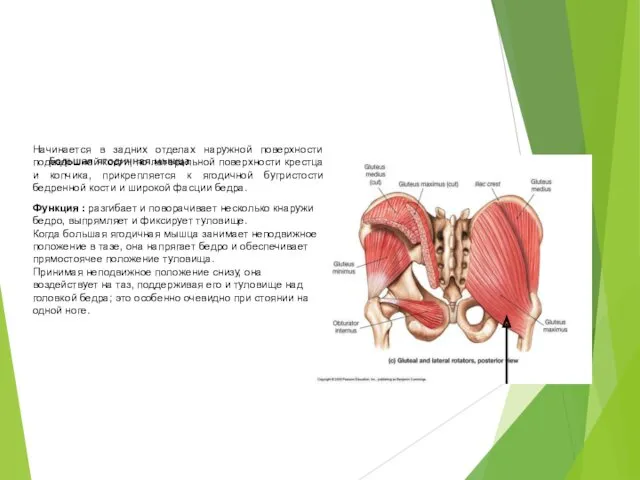 Большая ягодичная мышца Начинается в задних отделах наружной поверхности подвздошной