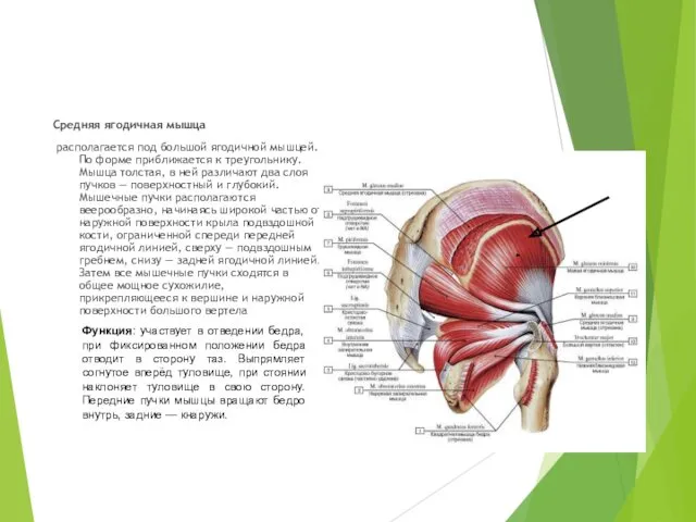 Средняя ягодичная мышца располагается под большой ягодичной мышцей. По форме