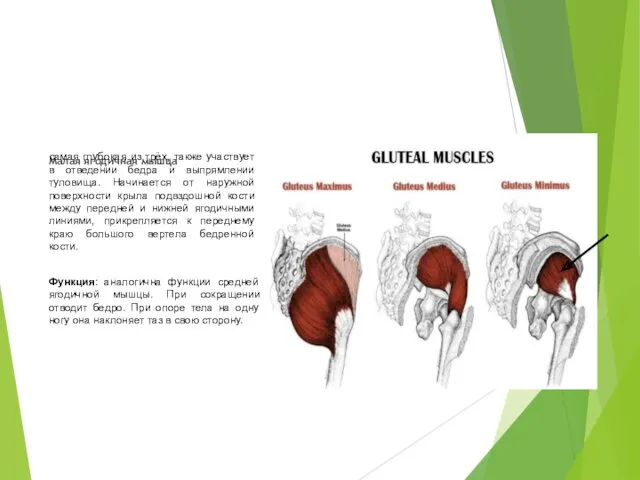 Малая ягодичная мышца самая глубокая из трёх, также участвует в