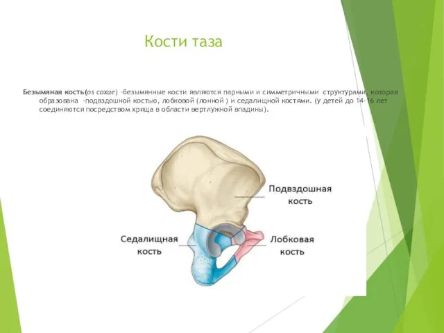Кости таза Безымяная кость(os coxae) –безымянные кости являются парными и