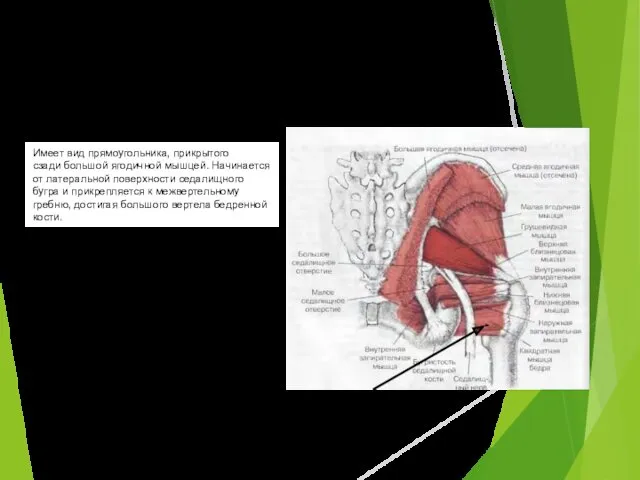 Квадратная мышца бедра Имеет вид прямоугольника, прикрытого сзади большой ягодичной