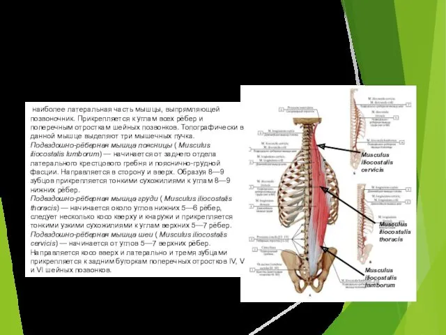 Подвздошно-реберная мышца наиболее латеральная часть мышцы, выпрямляющей позвоночник. Прикрепляется к