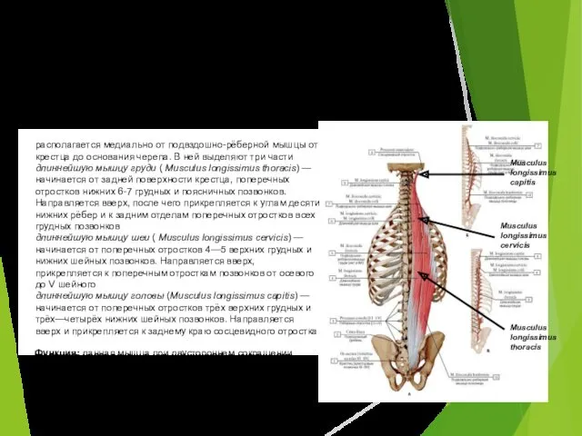 Длиннейшая мышца спины располагается медиально от подвздошно-рёберной мышцы от крестца
