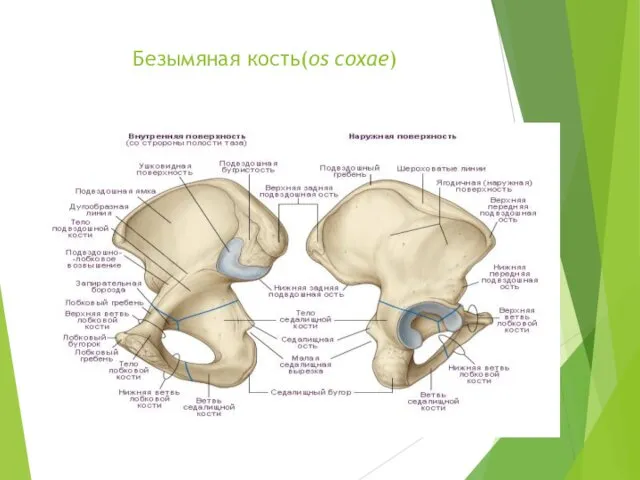 Безымяная кость(os coxae)