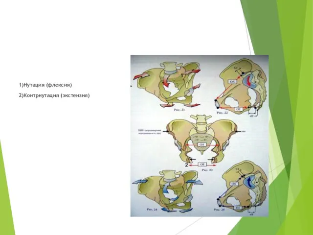 1)Нутация (флексия) 2)Контрнутация (экстензия) 1 2