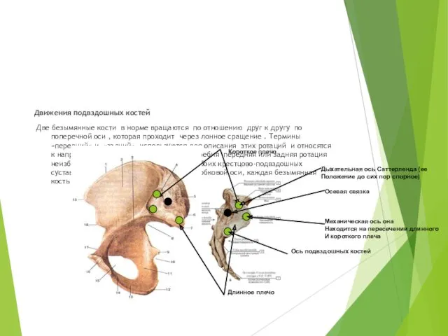 Движения подвздошных костей Две безымянные кости в норме вращаются по