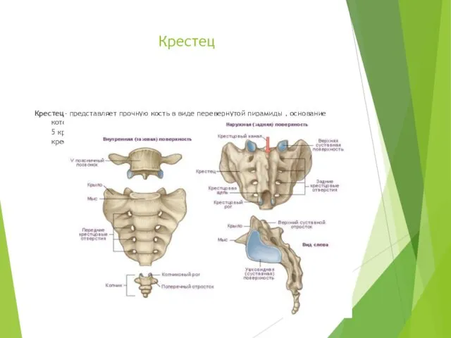 Крестец Крестец- представляет прочную кость в виде перевернутой пирамиды ,