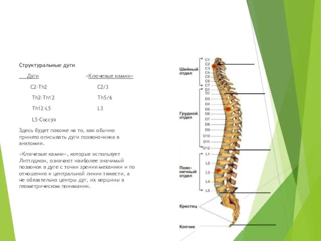 Структуральные дуги Дуги «Ключевые камни» C2-Th2 C2/3 Th2-Th12 Th5/6 Th12-L5