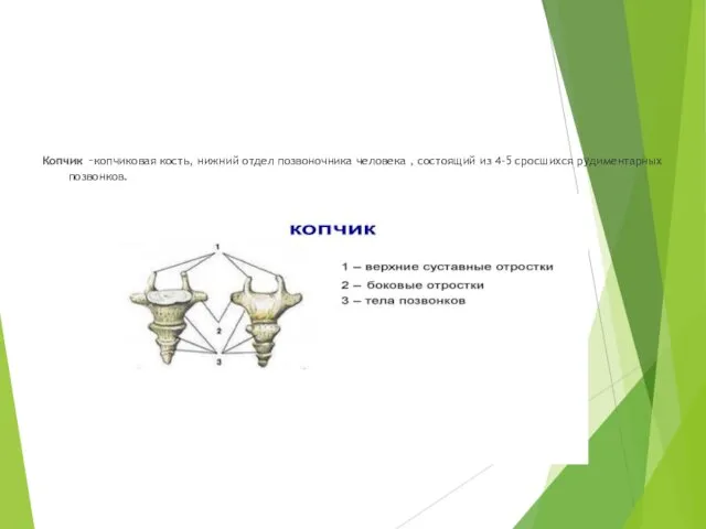 Копчик –копчиковая кость, нижний отдел позвоночника человека , состоящий из 4-5 сросшихся рудиментарных позвонков.