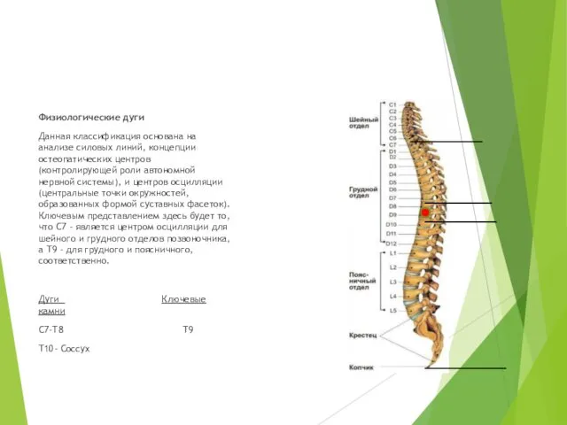 Физиологические дуги Данная классификация основана на анализе силовых линий, концепции