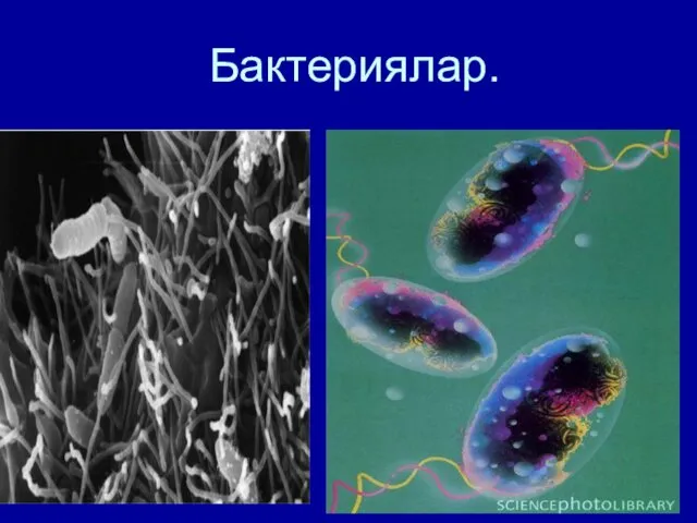 Бактериялар.