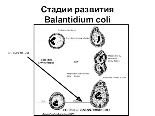 Стадии развития Balantidium coli коньюгация