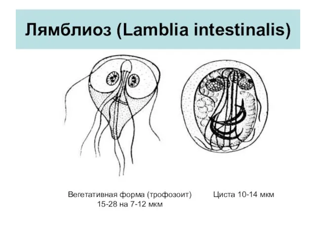 Лямблиоз (Lamblia intestinalis) Вегетативная форма (трофозоит) 15-28 на 7-12 мкм Циста 10-14 мкм