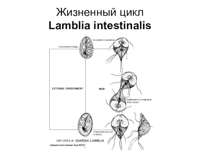 Жизненный цикл Lamblia intestinalis