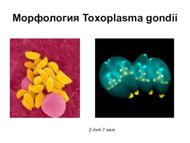 Морфология Toxoplasma gondii 2-4х4-7 мкм