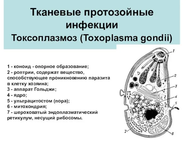 Тканевые протозойные инфекции Токсоплазмоз (Toxoplasma gondii) 1 - коноид - опорное образование; 2