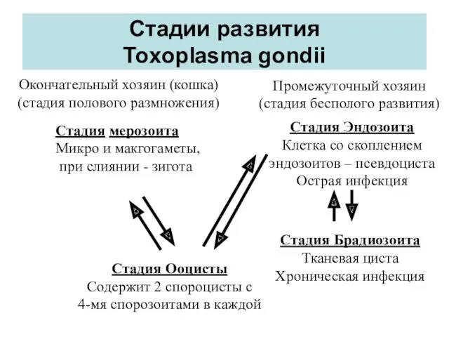 Стадии развития Toxoplasma gondii Окончательный хозяин (кошка) (стадия полового размножения)