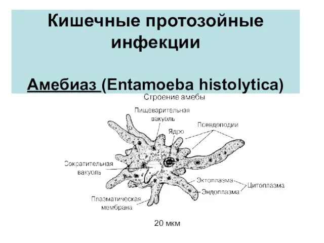 Кишечные протозойные инфекции Амебиаз (Entamoeba histolytica) 20 мкм
