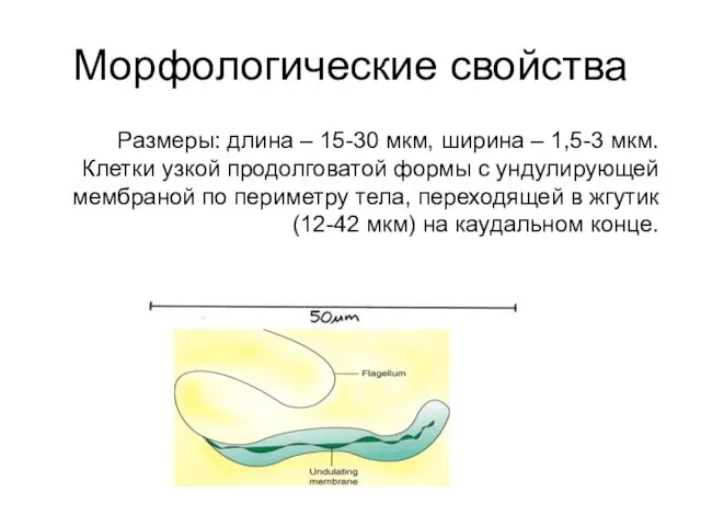 Морфологические свойства Размеры: длина – 15-30 мкм, ширина – 1,5-3 мкм. Клетки узкой