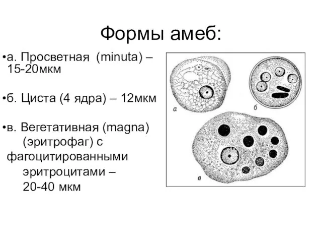 Формы амеб: а. Просветная (minuta) – 15-20мкм б. Циста (4