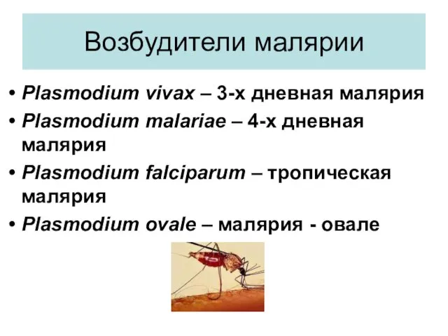 Возбудители малярии Plasmodium vivax – 3-х дневная малярия Plasmodium malariae – 4-х дневная