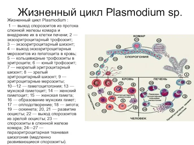 Жизненный цикл Plasmodium sp. Жизненный цикл Plasmodium : 1 — выход спорозоитов из