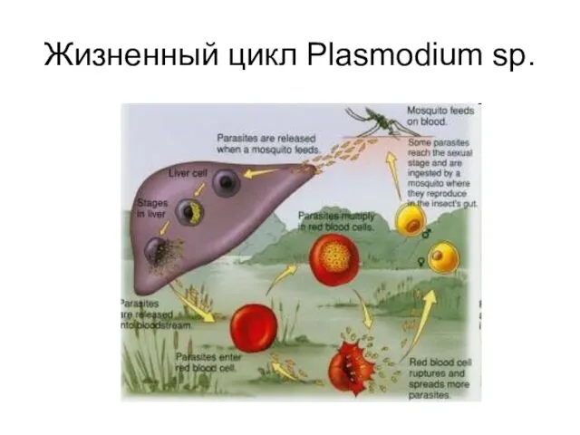 Жизненный цикл Plasmodium sp.