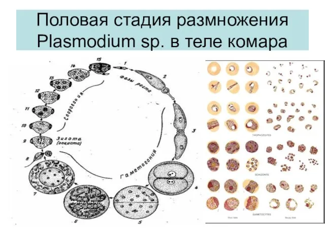 Половая стадия размножения Plasmodium sp. в теле комара