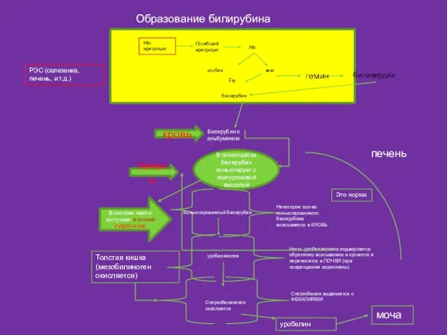 Hb-эритроцит Погибший эритроцит Hb глобин гем Fe билирубин РЭС (селезенка, печень, и т.д.)