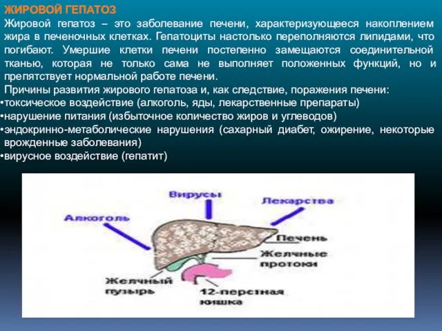 ЖИРОВОЙ ГЕПАТОЗ Жировой гепатоз – это заболевание печени, характеризующееся накоплением