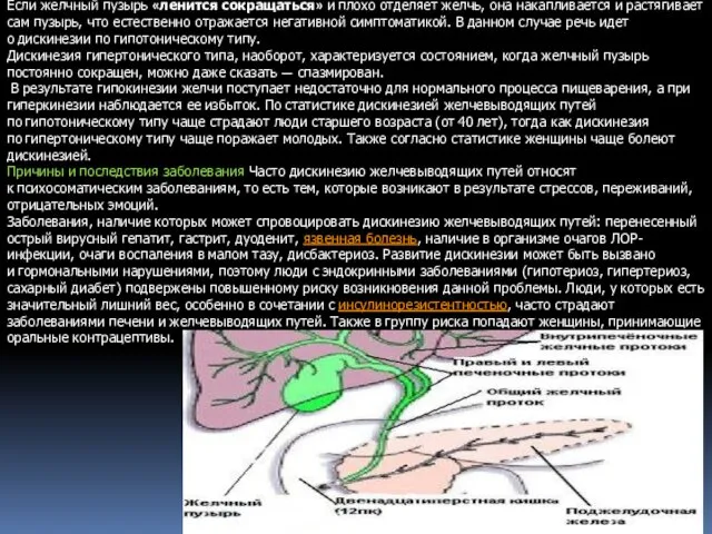 Если желчный пузырь «ленится сокращаться» и плохо отделяет желчь, она