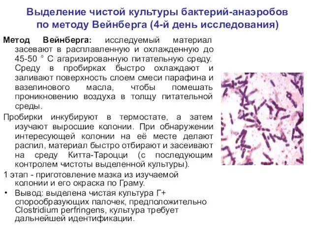 Выделение чистой культуры бактерий-анаэробов по методу Вейнберга (4-й день исследования) Метод Вейнберга: исследуемый