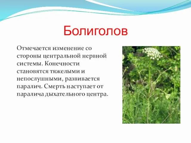 Болиголов Отмечается изменение со стороны центральной нервной системы. Конечности становятся