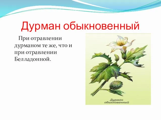 Дурман обыкновенный При отравлении дурманом те же, что и при отравлении Белладонной.