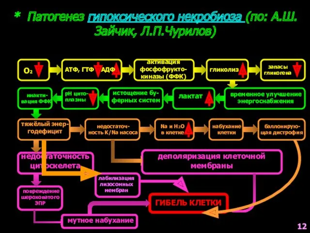 * Патогенез гипоксического некробиоза (по: А.Ш.Зайчик, Л.П.Чурилов) О2 АТФ, ГТФ АДФ активация фосфофрукто-