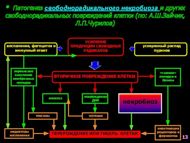 * Патогенез свободнорадикального некробиоза и других свободнорадикальных повреждений клетки (по: А.Ш.Зайчик, Л.П.Чурилов) воспаление,